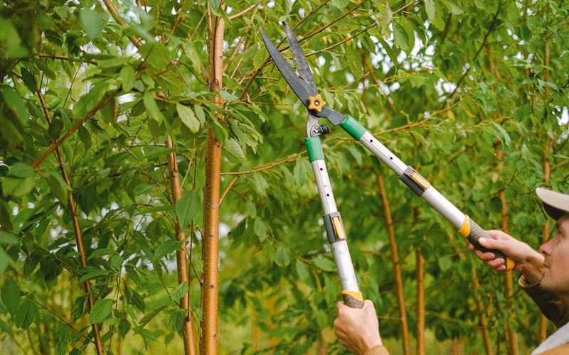 Tree trimming in Gladbrook, IA